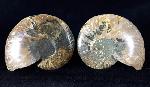 Cleoniceras (Grycia) besairiei COLLIGNON 1949 - Bild © FossNet FossilienStore